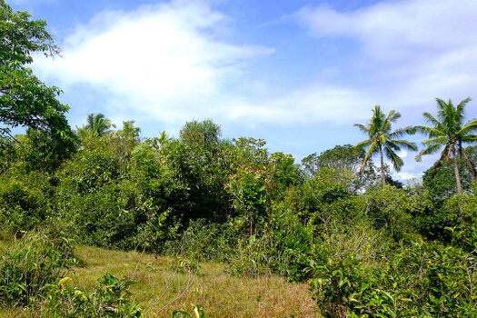 Estate with Overlooking Views of Honda Bay