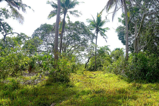 Estate with Overlooking Views of Honda Bay
