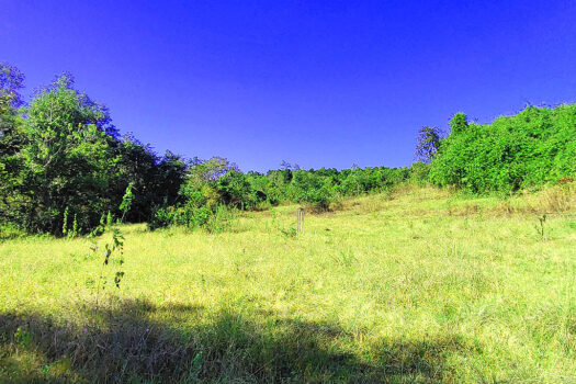 High Potential Homestead Farm Estate