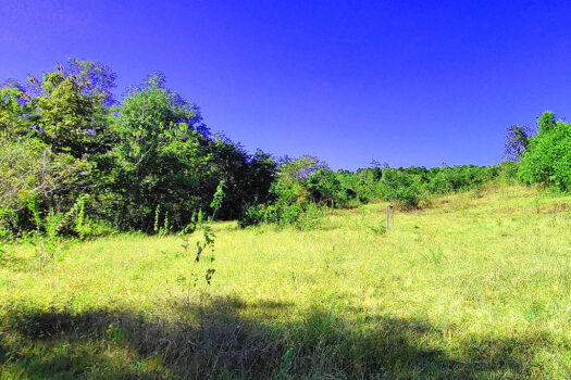 High Potential Homestead Farm Estate
