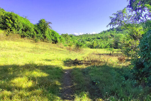 High Potential Homestead Farm Estate