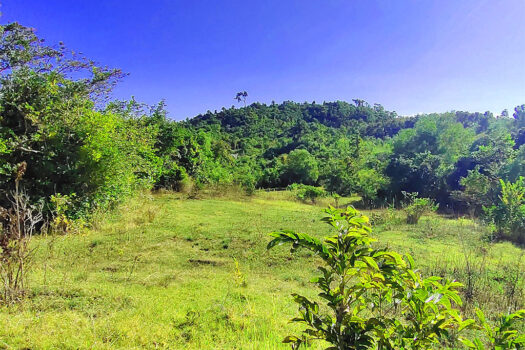 High Potential Homestead Farm Estate