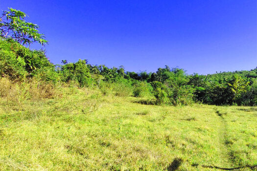 High Potential Homestead Farm Estate