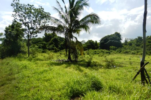 Agri-lots with Commercial Potential near Beach