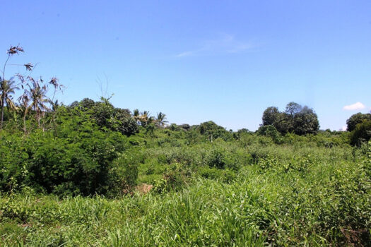 Parcels of Land Suited for Residential Subdivision