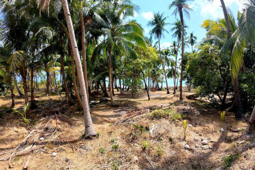 Sunrise Seafront Estate for Tropical Lifestyle