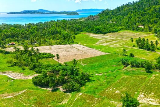 Investment Estate near Port Barton Beach