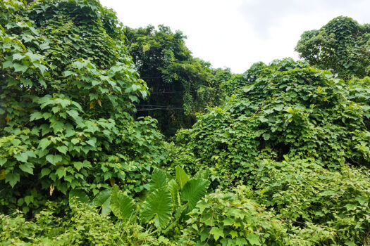 Superior Leisure Estate Along National Road