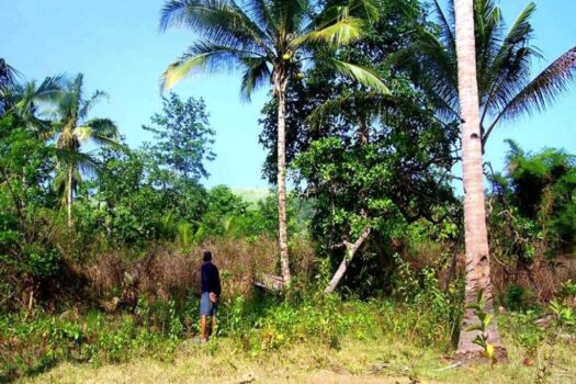 Habitat Farmland Permaculture Opportunity