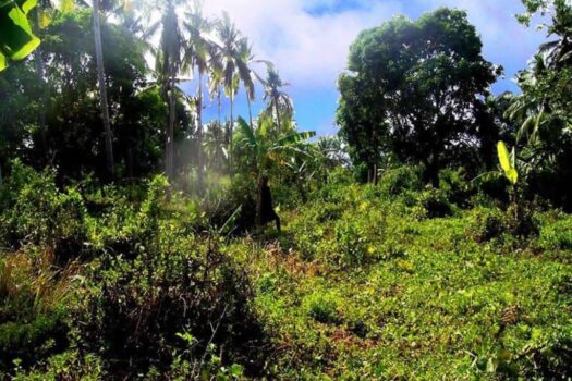 Habitat Farmland Permaculture Opportunity