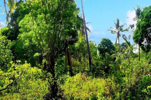 Habitat Farmland Permaculture Opportunity