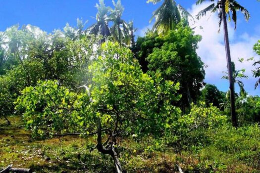 Habitat Farmland Permaculture Opportunity