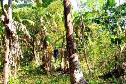 Habitat Farmland Permaculture Opportunity