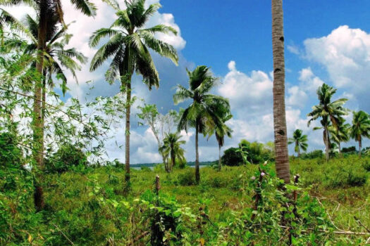 Prime Land Next to the Coast