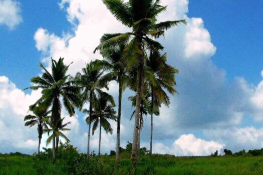 Prime Land Next to the Coast