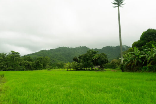 Productive Farmland with Stunning Views