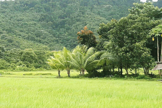 Productive Farmland with Stunning Views
