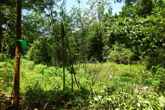Exclusive Mix-Use Estate for Development