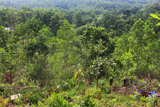 Exclusive Mix-Use Estate for Development