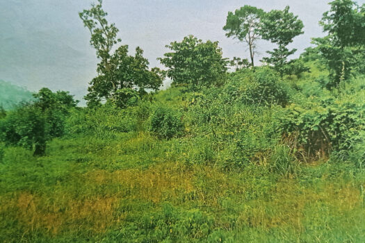 Prime Residential Land with 8 Subdivided Lots in Puerto Princesa