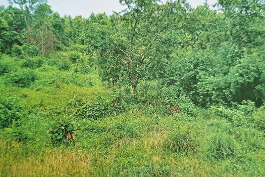 Prime Residential Land with 8 Subdivided Lots in Puerto Princesa
