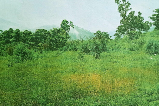 Prime Residential Land with 8 Subdivided Lots in Puerto Princesa