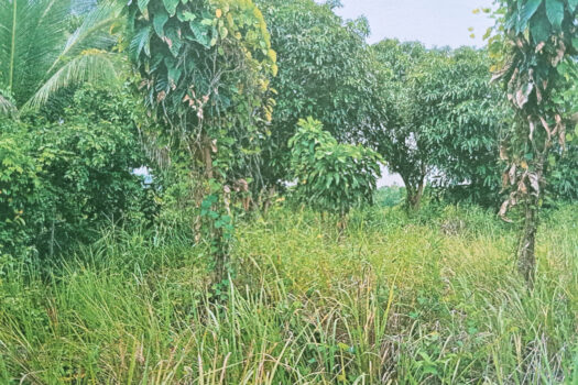 Prime Residential Land with 8 Subdivided Lots in Puerto Princesa