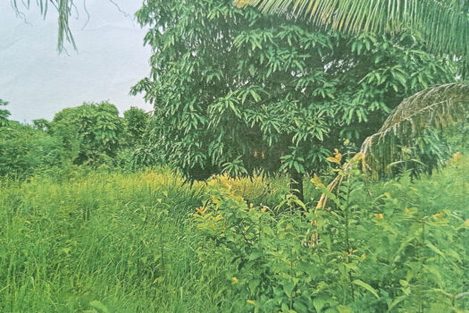 Prime Residential Land with 8 Subdivided Lots in Puerto Princesa