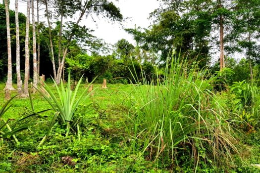 Choice Residential Estate Along Nat’l Highway