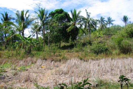 Homestead Estate for Peaceful Living