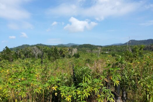 Bacuit Bay, Seashore Estate: Potential for New Commercial Site