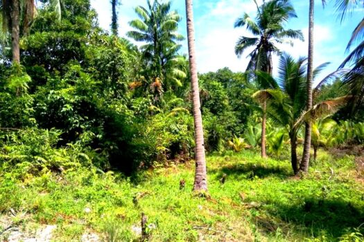 Residential Estate with Tourism Potential next to Long Beach