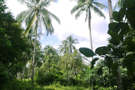 Estate for Productive Land Development
