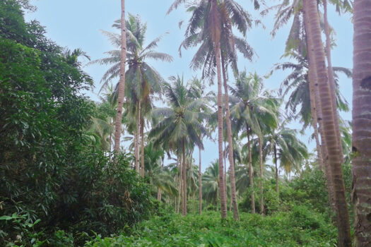 Estate for Productive Land Development
