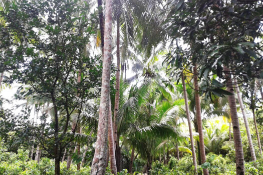 Estate for Productive Land Development