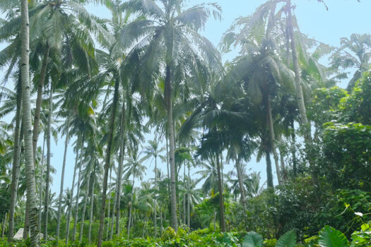 Estate for Productive Land Development