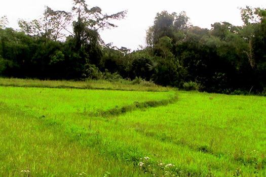 Expansive Estate for Residential Farming