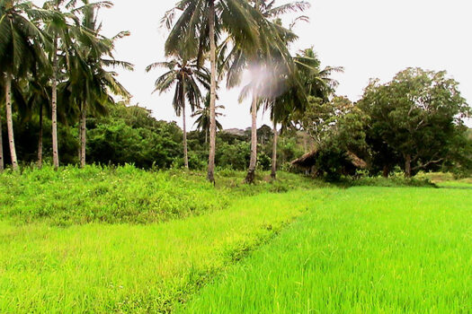 Expansive Estate for Residential Farming