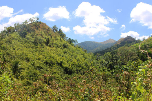 Overlooking Estate with Waterfall Sanctuary