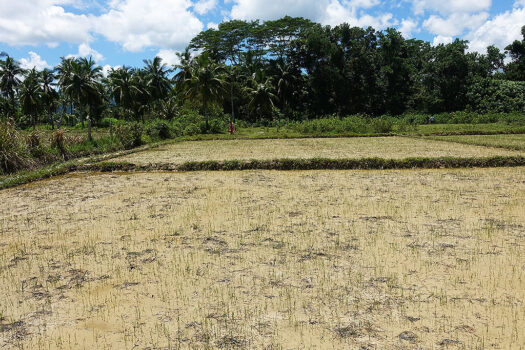 Residential Asset Estate within Economic Zone