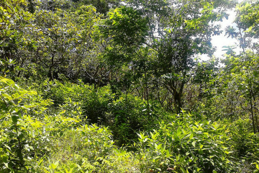 Commercial Estate near El Nido Township