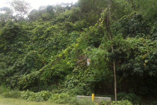 Commercial Estate near El Nido Township