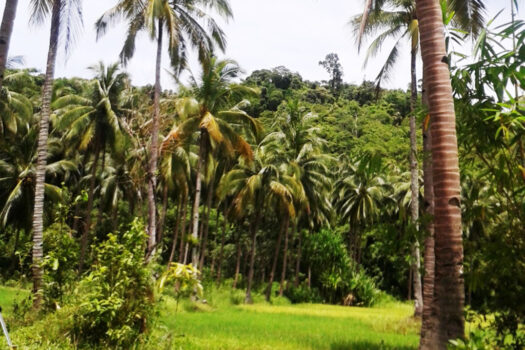 Inland Eco Estate Along Nat’l Highway