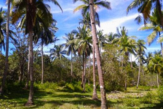 Inland Eco Estate Along Nat’l Highway