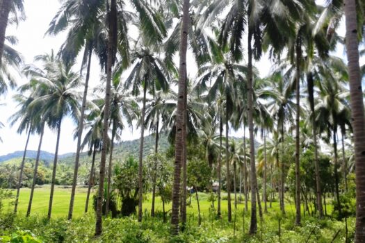 Inland Eco Estate Along Nat’l Highway