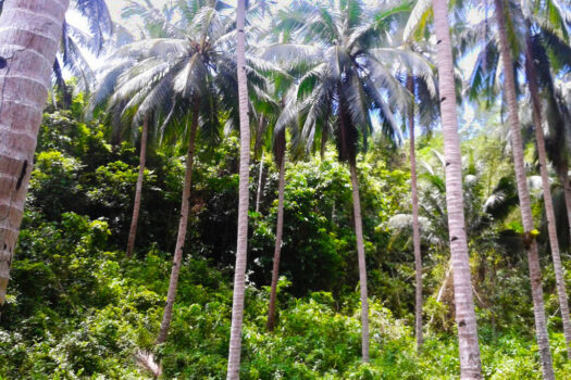 Inland Eco Estate Along Nat’l Highway