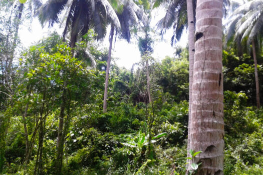 Inland Eco Estate Along Nat’l Highway