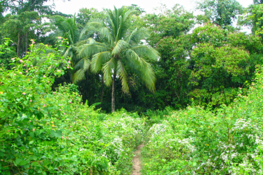 Vast Agricultural Estate Near Ocean