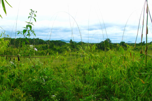 Vast Agricultural Estate Near Ocean