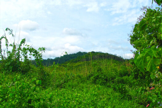 Vast Agricultural Estate Near Ocean